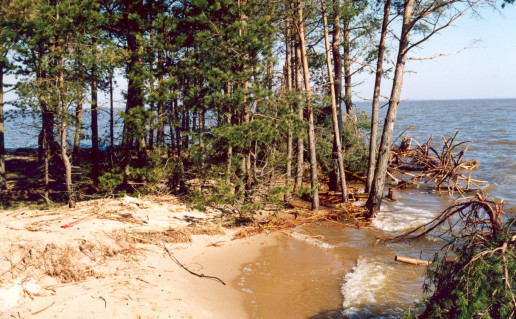 14_Bulvikio ragas.jpg